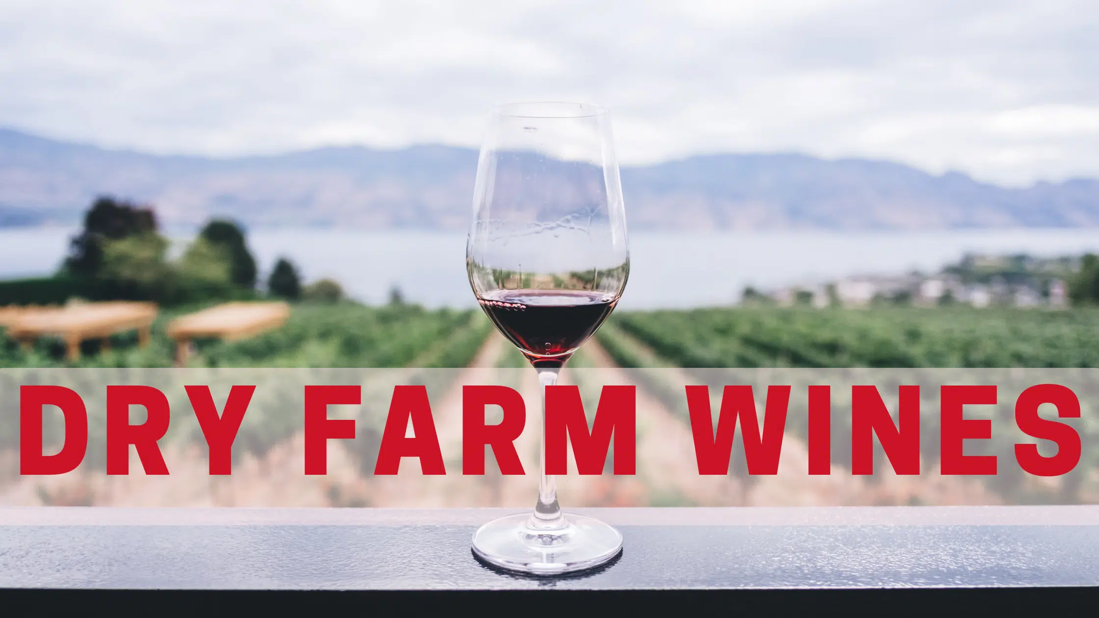 Dry Farm Wines Reviewed: Wine That's Healthy AND Good?!